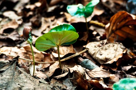 Common Beech, Fagus silvatica, seedlings shoot up from decaying leaves on forest floor.