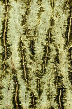 Background of bark of Common walnut, Juglans regia, closeup.