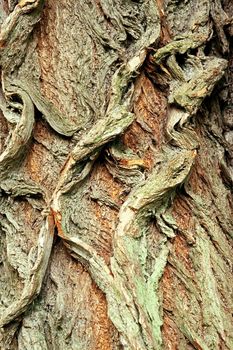 Background of bark of White Willow, Salix alba, closeup.