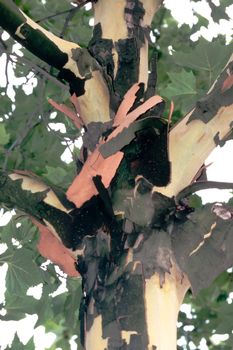 Plane trees, Platanus sp., scale off their bark once a year leaving behind patterns that have been used for military camouflage.