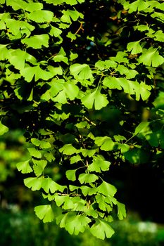 Being a living fossil Ginkgo is a unique species of tree, a seed fern, cultivated for its pollution, disease and insect tolerance even in urban conditions. Its seeds can be eaten and its extract is believed to improve brain, memory and nerve function in humans.
