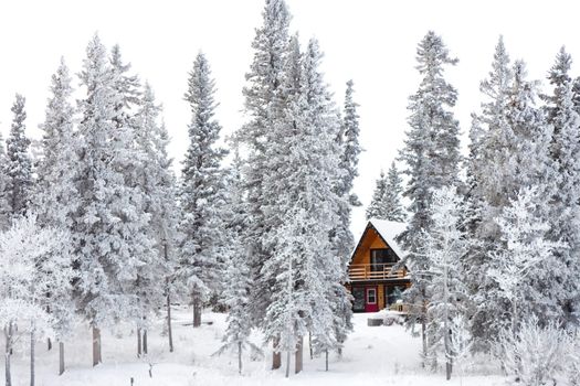 White Christmas in winter cabin in the woods between snow covered spruce trees.