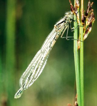 Female azure damselfly, Coenagrion puella, rests on sedge stem from hunting insects for food.