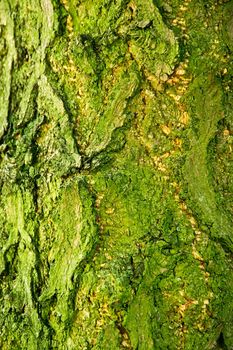 Background of bark of Ginkgo tree, Ginkgo biloba, closeup.