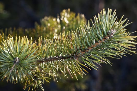 Pine twig sparkles in the setting sun against a dark background