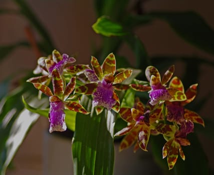 Beautiful flowers of Zygopetalum, that origins in South America