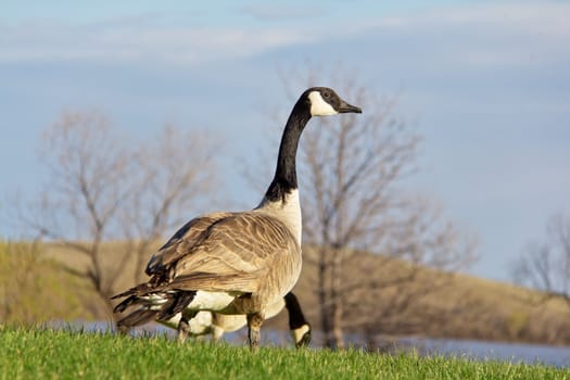 Canada goose looking up for signs of danger while grazing in the field.