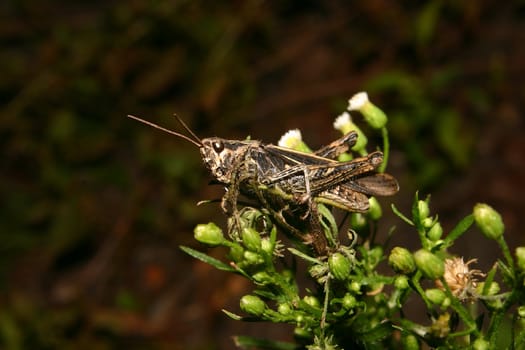 Common field grasshopper (Chorthippus brunneus) on a plant