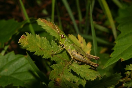 Common grasshopper (Chorthippus parallelus) - male on a leaf