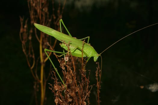 Large green grasshopper (Tettigonia viridissima) - male on a dried-flower bush