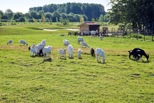 Herd of goat grazing on a field in the morningsun in spring