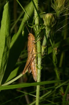 Field grasshopper (Chorthippus apricarius) - females on a plant stem