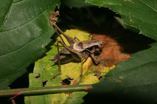 Male larva of a wart Biter (Decticus verrucivorus)