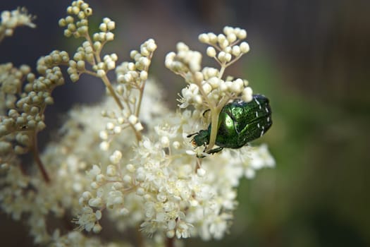 Flower beetle on white flower with dark background