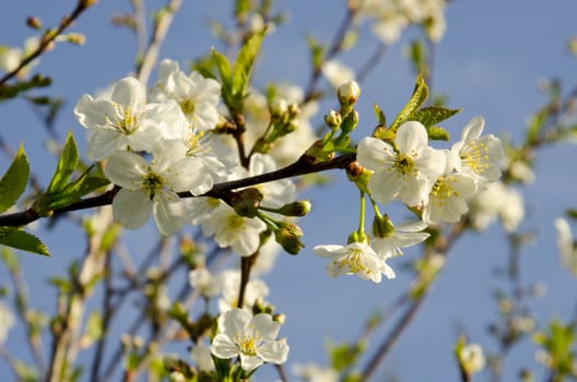 Spring cherry flowers and twigs against the blue sky.