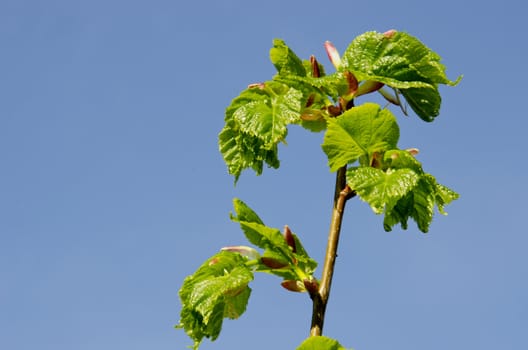 Young lime leaves opened in spring on a background of blue sky.