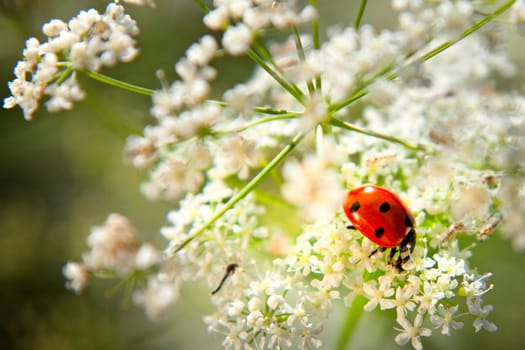 bug sits on a flower with green background