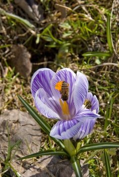 Bees gathering pollen from early spring flowers.