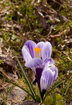 Bee hiding in an early spring flower bloom.