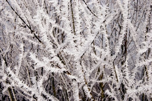 Tree twigs covered by rime background and textures.