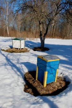 Bee hives in early spring when snow is melting.