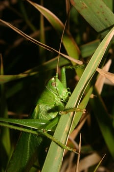 Large green grasshopper (Tettigonia viridissima) - female in long grass