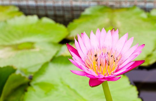 Bees on Water lily and beautiful red leaf