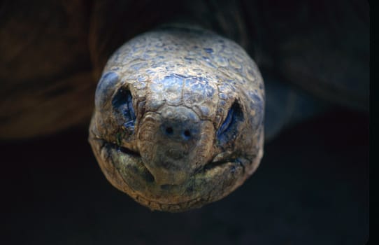 Tortoise