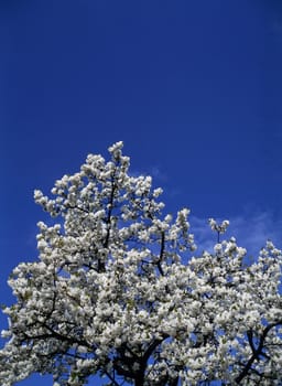 Blooming tree in Spring