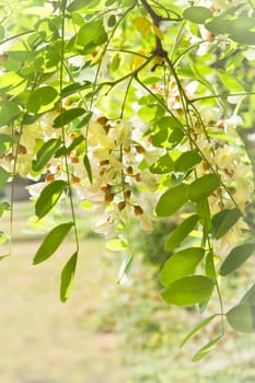 White flowers and fresh leaves in sunshine on Robinia tree in spring