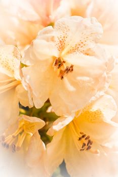 Yellow flowers on a rhododendron in spring sunshine