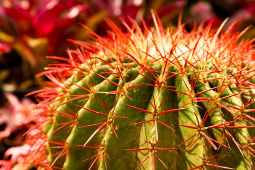 Extreme closeup of cactus thorns