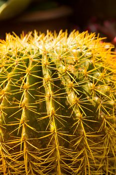 Extreme closeup of cactus thorns