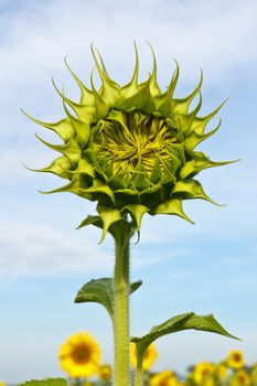 Sunflower and blue sky