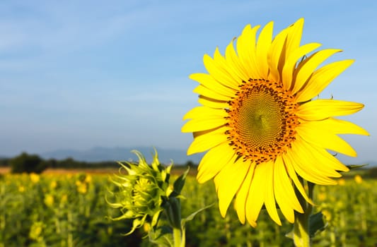 Sunflower and blue sky