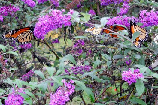 Monarch butterflies flock to this butterfly bush to rest and feed on their yearly trek to Central America.