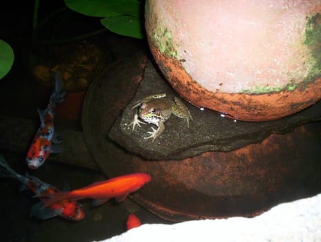 American green frog in the garden pond watching over goldfish and Shubunkins at night