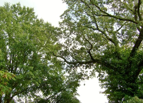 A pair of oak trees probably over 100 years old with branches that get green with moss every summer.