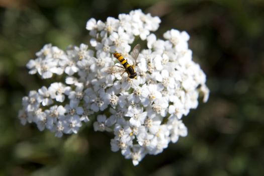 fly sits on a white flower with green background