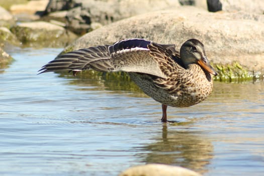 A duck in a pond standing with one leg and stretching her wings