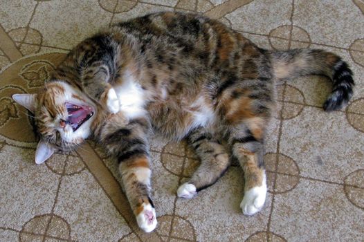 A cat laying on a rug yawning.