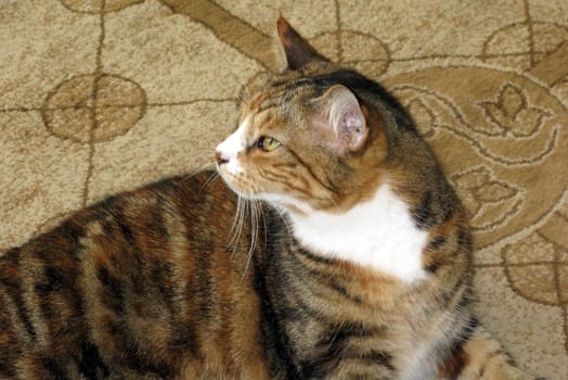 A cat sitting on a rug looking around.