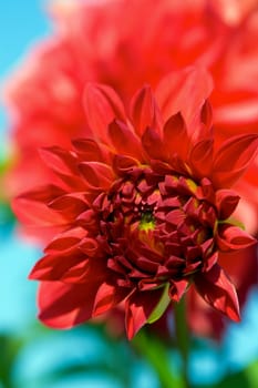 Bud of Dahlia (georgina) flower. August 2007, Novosibirsk