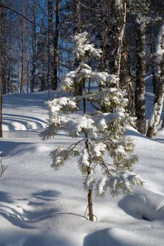 Winter forest. Belokurikha resort, february 2008