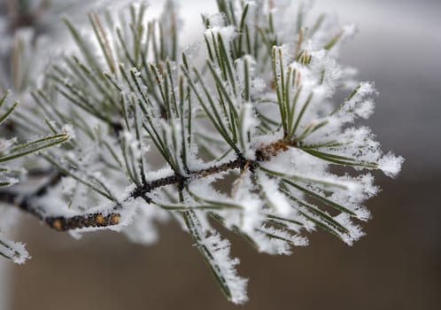 A close-up of a pine-tree branch covered hoarfrost 