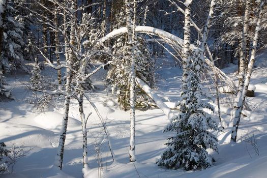 Winter forest. Belokurikha resort, february 2008