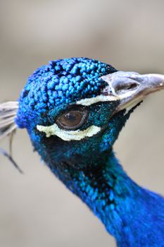 Close up of the peacock's head. Background.