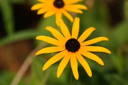 Close up of the yellow rudbeckia. Background.