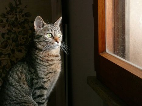 cat at the window indoor portrait