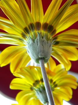 two yellow flowers close up